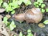 Korean Round Snail (Acusta despecta sieboldiana)