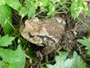 Korean Common Toad (Bufo bufo gargarizans)