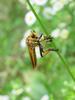 Chinese King Robber Fly (Cophinopoda chinensis)
