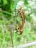 Chinese King Robber Fly (Cophinopoda chinensis)  : mating robber flies