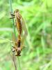 Chinese King Robber Fly (Cophinopoda chinensis)  : mating robber flies