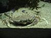 깨다시꽃게 (Swimming Crab, Ovalipes punctatus) -- 해운대 바다 밑의 생물