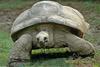 Misc. Critters - Aldabra Tortoise (Geochelone gigantea).JPG