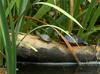 Misc. Critters - Red-eared Slider (Trachemys scripta elegans) and Eastern Painted Turtle (Chryse...