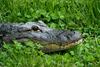 Small American Alligator Flood - American alligator274 sm.jpg - gator (Alligator mississippiensi...
