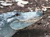 Small American Alligator Flood - American alligator0060lr.jpg - gator (Alligator mississippiensi...