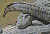 Small American Alligator Flood - Arkansas gators001.JPG