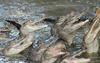 Small American Alligator Flood - Arkansas gators010.jpg