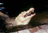 Small American Alligator Flood - albino American alligator9893.jpg
