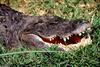 Small American Alligator Flood - happy gator.jpg