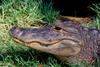 Small American Alligator Flood - american alligator007.jpg