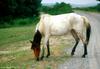 Wild Ponies of Chincoteague Island - Chincoteague Ponies025.jpg