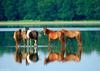 Wild Ponies of Chincoteague Island - Chincoteague Ponies046.jpg