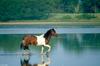 Wild Ponies of Chincoteague Island - Chincoteague Pony.jpg