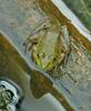 Turtles and Frogs - Green Frog (Rana clamitans melanota)017.JPG