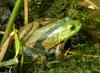 Turtles and Frogs - Bullfrog (Rana catesbeiana)045.JPG