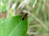 노린재::긴노린재::십자무늬긴노린재 - Tropidothorax cruciger (Motschulsky) - Milkweed bug