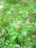 방아깨비 (Acrida cinerea)