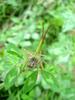 방아깨비 (Acrida cinerea)