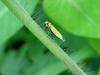 끝검은말매미충 (Bothrogonia japonica Ishihara)