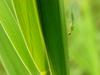 풀잠자리 종류 (Green Lacewing)