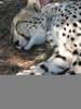 cheetah photo from Aus
