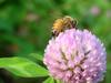 양봉 꿀벌 (Apis mellifera) -- honeybee