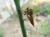 [일산 강선아파트] 왕파리매(Cophinopoda chinensis) - Chinese King Robber Fly