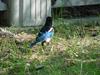까치 (Pica pica) - Black-billed Magpie