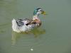 청둥오리 - Anas platyrhynchos (Linnaeus, 1758) - Mallard Duck