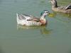 청둥오리 - Anas platyrhynchos (Linnaeus, 1758) - Mallard Duck