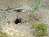 벌 종류의 땅굴 파기 -- 홍다리조롱박벌 Isodontia  harmandi (Sphecide Wasp)