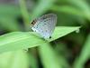 암먹부전나비(Everes argiades) - Short-tailed Blue