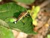 파리매(Promachus yesonicus) 수컷 - Robber Fly