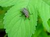 파리 - 쉬파리 종류 -- 검정볼기쉬파리 Helicophagella melanura (flesh fly)