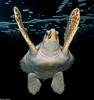 Water Life - Loggerhead Sea Turtle (Caretta caretta caretta)60.jpg (1/1)