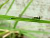 실잠자리 종류 [대전] --> 아시아실잠자리 수컷 Ischnura asiatica (Asiatic Bluetail Damselfly)