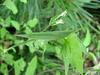 방아깨비(Acrida cinerea) - 미성숙 암컷
