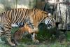 Sumatran Tiger Attack003.JPG