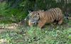 Sumatran Tiger cub 2