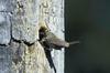House Wren(Troglodytes aedon)  - tree hole nest