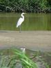 중대백로(Egretta alba modesta) - Large Egret