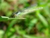 실잠자리 종류 --> 아시아실잠자리 수컷 Ischnura asiatica (Asiatic Bluetail Damselfly)