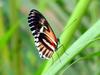bolboreta, butterfly