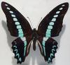 Bluebottle Butterfly - Graphium sarpedon milon