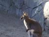 Bennett's Wallaby - Red-necked Wallaby