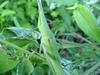 방아깨비 (Acrida cinerea) 암컷 - Green Hopper