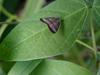 날개매미충 종류 - 아마도 일본날개매미충...