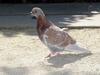 feral pigeon (Columba livia var. domestica)