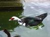 domesticated muscovy duck